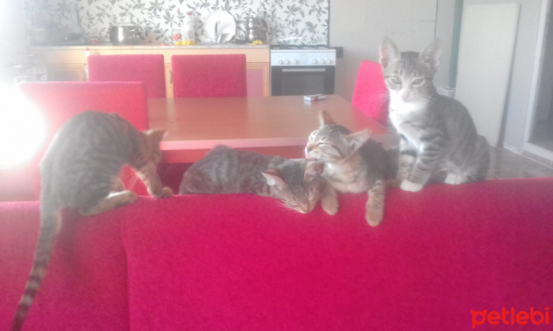 Tekir Kedi, Kedi mizmiz fotoğrafı