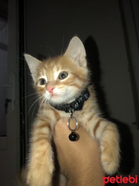 Sarman, Kedi BADEM fotoğrafı