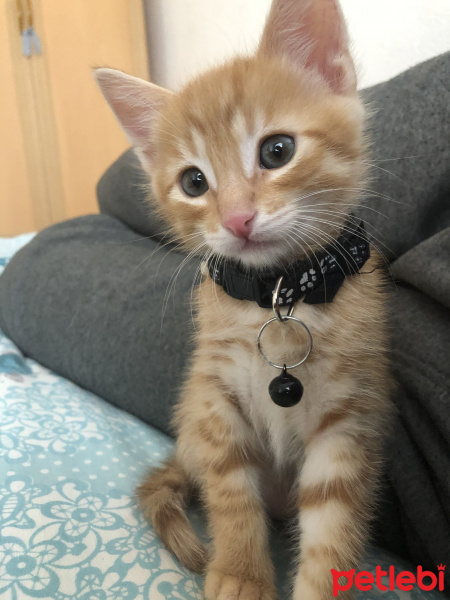 Sarman, Kedi BADEM fotoğrafı