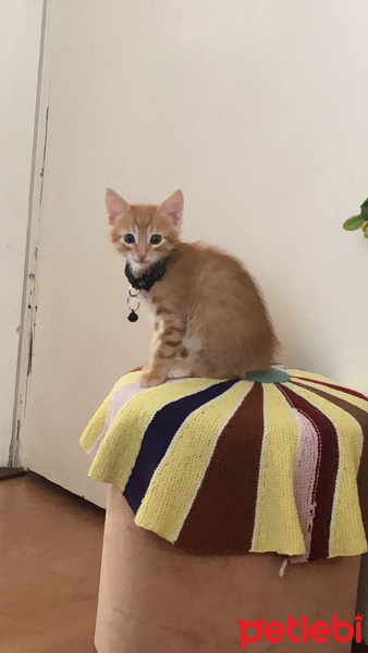 Sarman, Kedi BADEM fotoğrafı