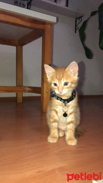 Sarman, Kedi BADEM fotoğrafı