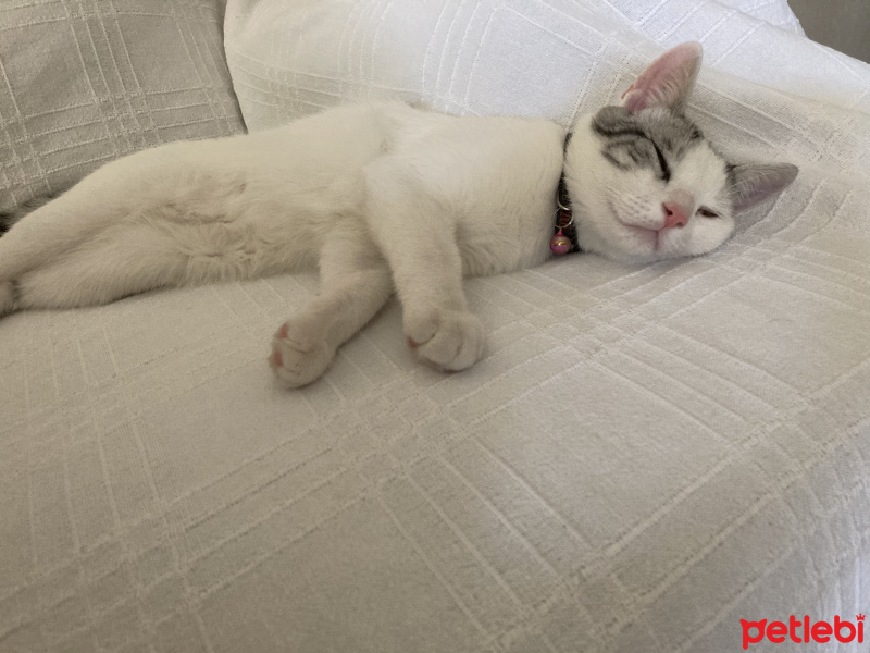 Tekir Kedi, Kedi Marvin fotoğrafı