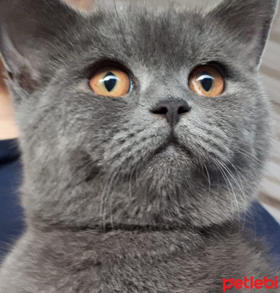 British Shorthair, Kedi Krep fotoğrafı