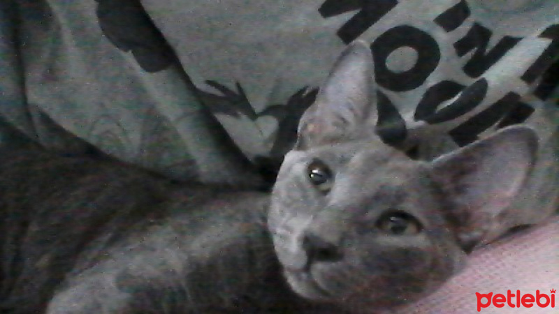 Mavi Rus, Kedi ares fotoğrafı