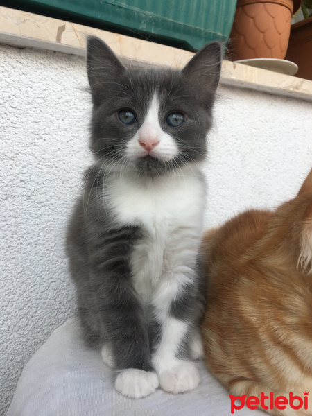 Scottish Fold, Kedi Tiftif fotoğrafı