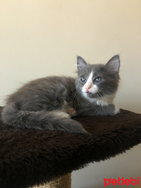 Scottish Fold, Kedi Tiftif fotoğrafı