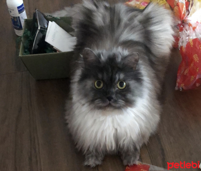 Chinchilla, Kedi Brownie fotoğrafı