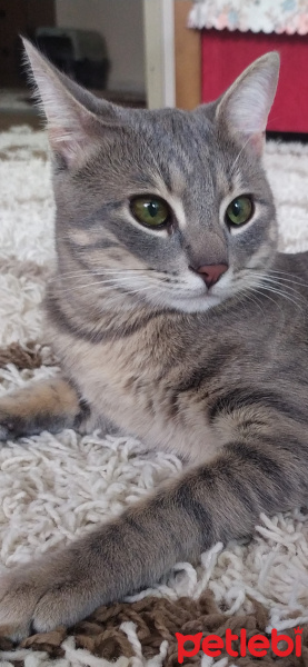 Soke, Kedi Tony fotoğrafı