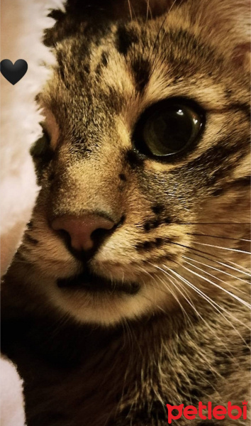 Tekir Kedi, Kedi BIDIK fotoğrafı