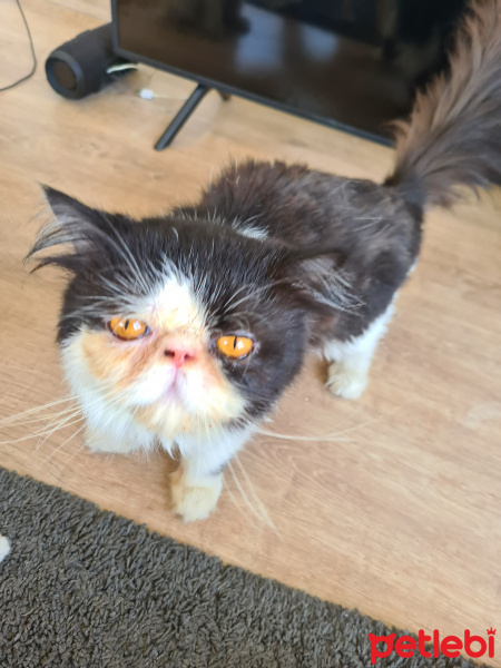 İran Kedisi (Persian), Kedi Wiliam fotoğrafı