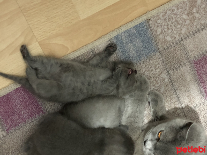 Scottish Fold, Kedi Yavru fotoğrafı