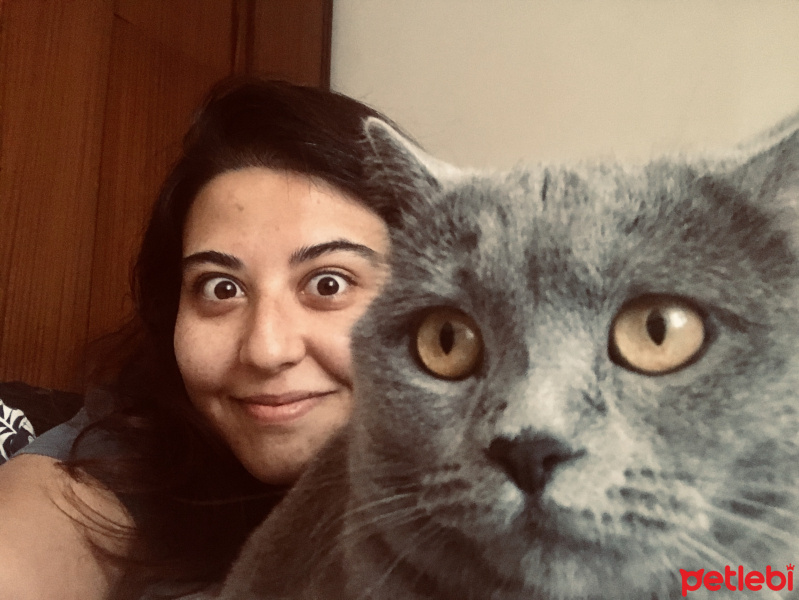 British Shorthair, Kedi Merlin fotoğrafı