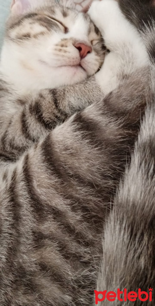 Tekir Kedi, Kedi nova fotoğrafı