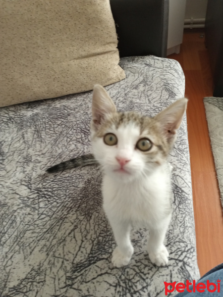 Tekir Kedi, Kedi Papi fotoğrafı