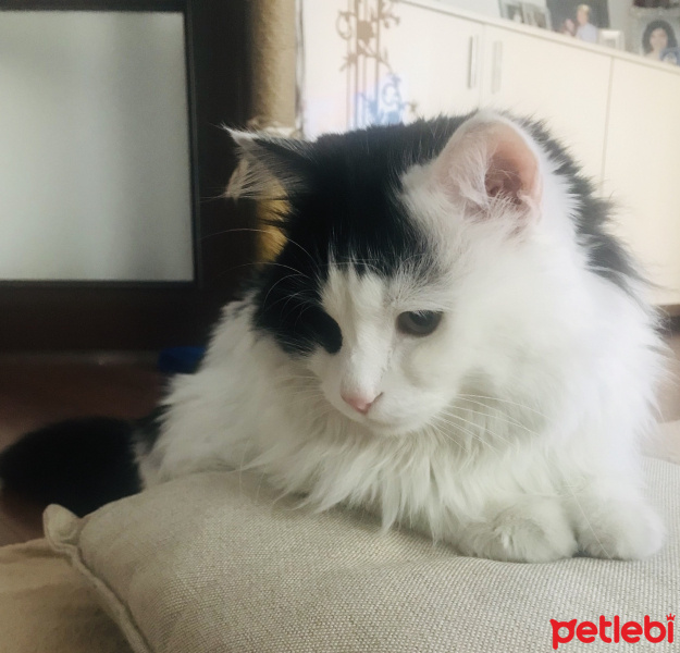 İran Kedisi (Persian), Kedi Paskal fotoğrafı