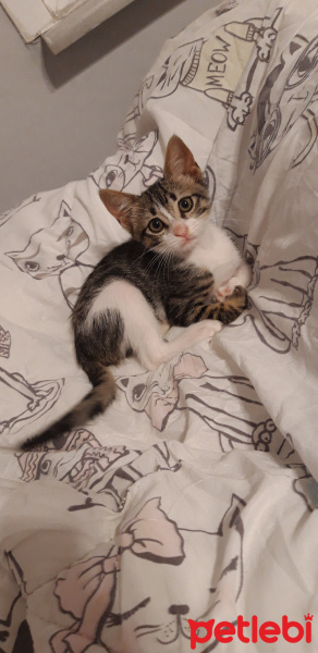 Tekir Kedi, Kedi Fare fotoğrafı