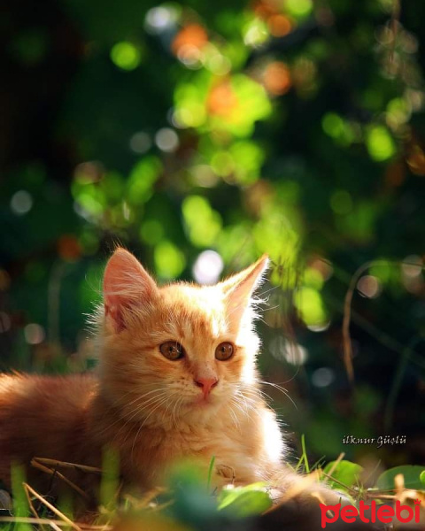Sarman, Kedi Sarı fotoğrafı
