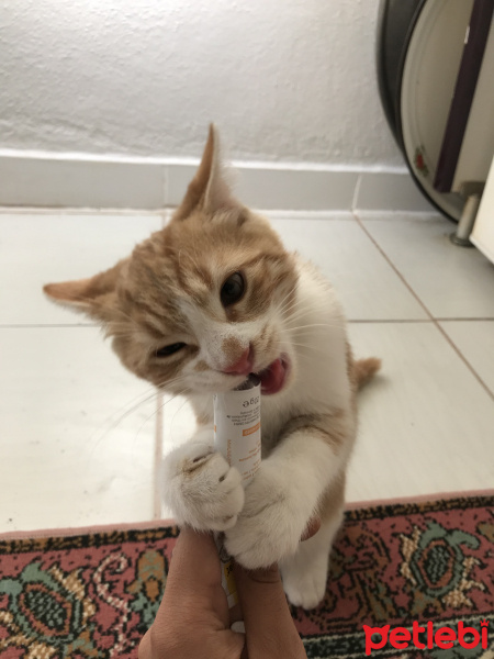 Sarman, Kedi Eylül fotoğrafı