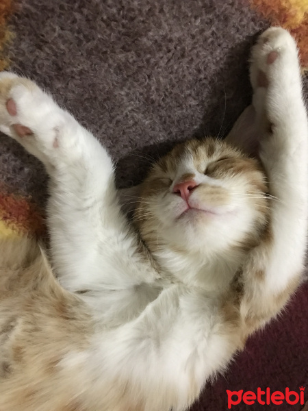 Sarman, Kedi Eylül fotoğrafı