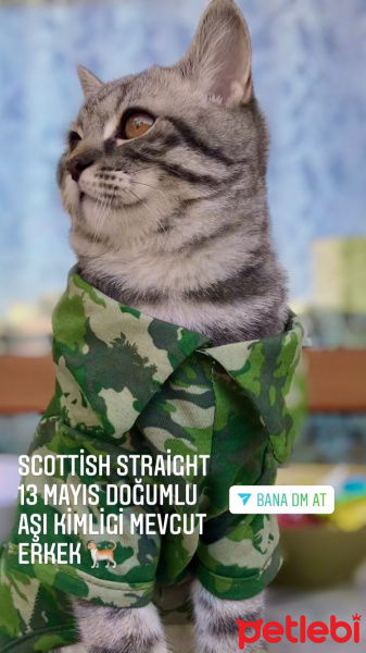 Scottish Fold, Kedi Asil fotoğrafı