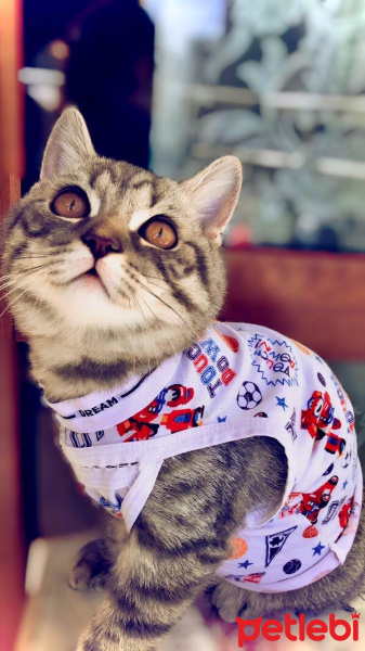 Scottish Fold, Kedi Asil fotoğrafı