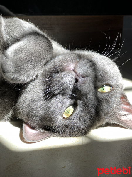 British Shorthair, Kedi Miro fotoğrafı