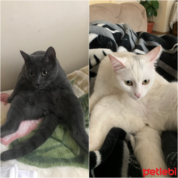 British Shorthair, Kedi Miro fotoğrafı