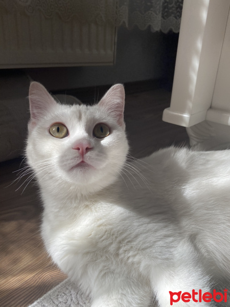 Van Kedisi, Kedi Mori fotoğrafı