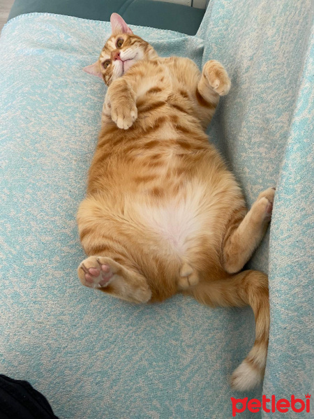 Sarman, Kedi Saman fotoğrafı