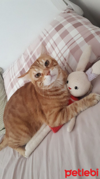 Sarman, Kedi Saman fotoğrafı