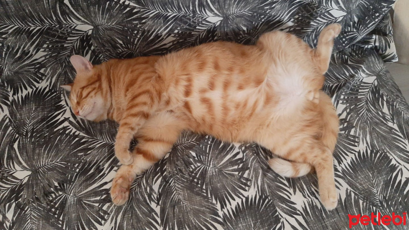 Sarman, Kedi Saman fotoğrafı