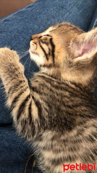 Tekir Kedi, Kedi Leo fotoğrafı