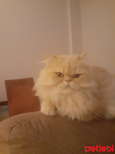 İran Kedisi (Persian), Kedi Thomas fotoğrafı