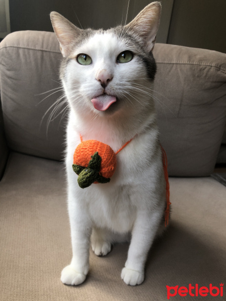 Tekir Kedi, Kedi Lucy fotoğrafı