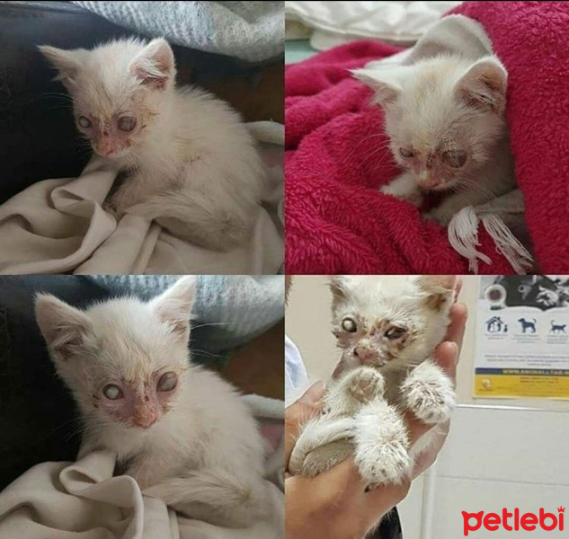 Tekir Kedi, Kedi Poyraz fotoğrafı