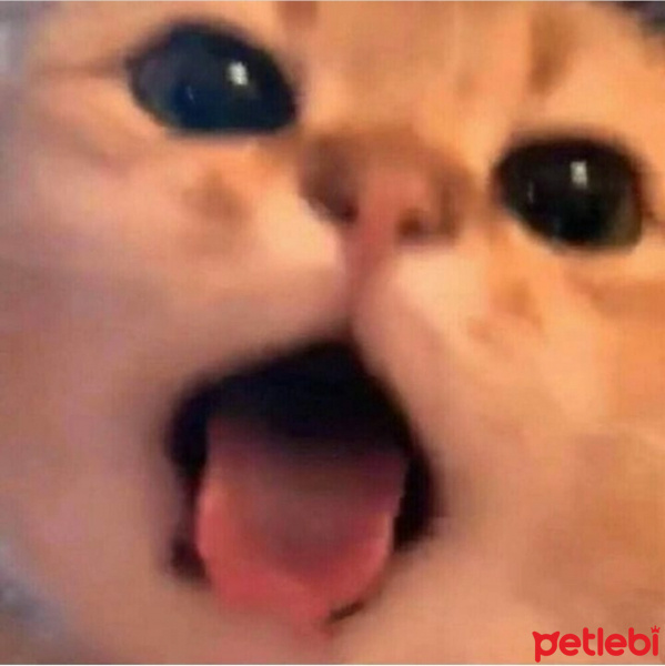 Scottish Fold, Kedi Lila fotoğrafı