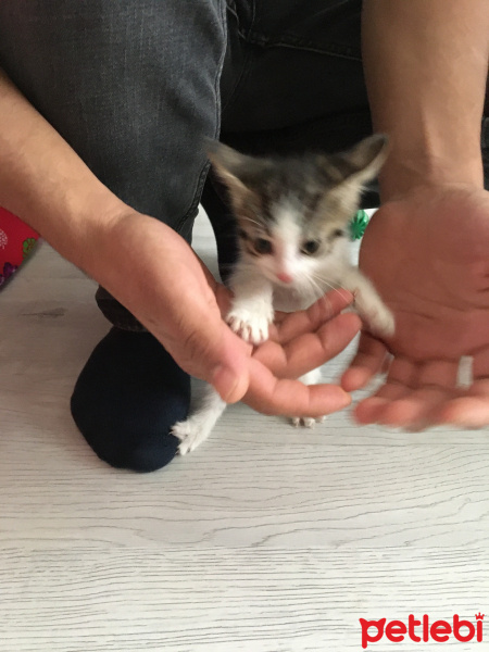 Tekir Kedi, Kedi Aşı yok fotoğrafı