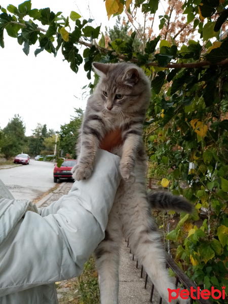 Tekir Kedi, Kedi maya fotoğrafı