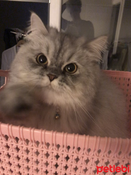 Chinchilla, Kedi Oscar fotoğrafı