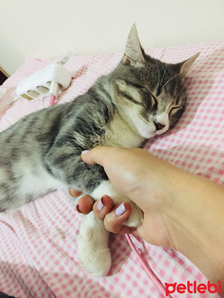 Tekir Kedi, Kedi Ruby fotoğrafı