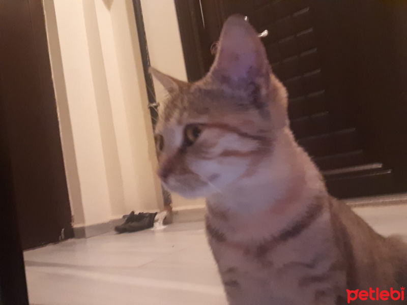 Tekir Kedi, Kedi Kıymık fotoğrafı