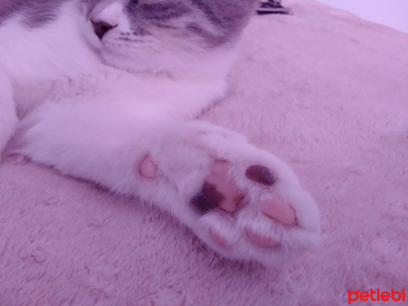 Tekir Kedi, Kedi kuki fotoğrafı