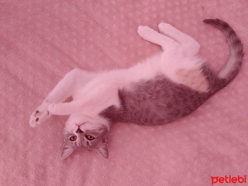 Tekir Kedi, Kedi kuki fotoğrafı