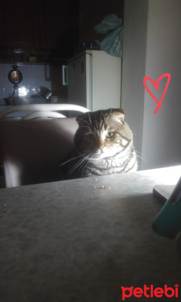 Scottish Fold, Kedi Dali fotoğrafı