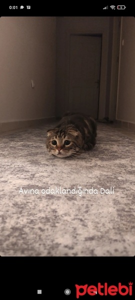 Scottish Fold, Kedi Dali fotoğrafı