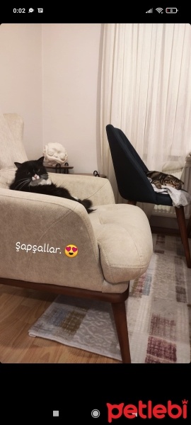 Scottish Fold, Kedi Dali fotoğrafı