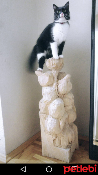 Tekir Kedi, Kedi Karpuz fotoğrafı