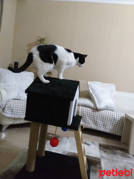 Tekir Kedi, Kedi Çilek fotoğrafı