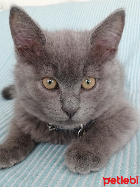 British Shorthair, Kedi Rio fotoğrafı