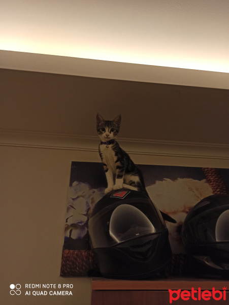 Tekir Kedi, Kedi Artemis fotoğrafı